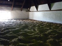 Kornet torkas p&aring; Laphroaig